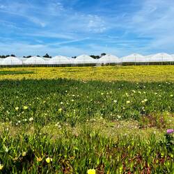 Am Land reihen sich die Gewächshäuser aneinander.