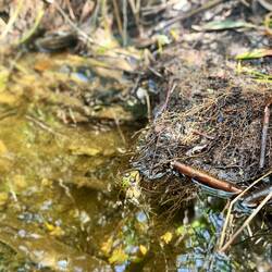..besonders dieser Kamerad wäre eine Delikatesse.