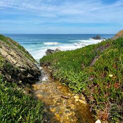 Immer wieder kreutzen Süßwasserquellen den Weg,..