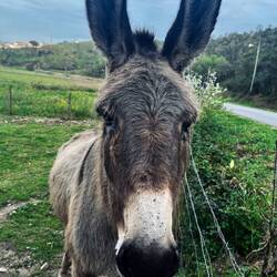 Mister Liebesbedürftig des Tages 🫏