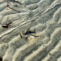 Sogar mal einen lebendigen Seestern getroffen