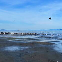 Am Strand bei der Hering-Jagd
