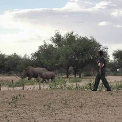 Nashörner vertreiben