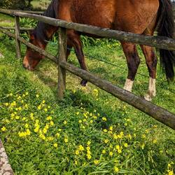 Happy Saint Patrick's Day! Horse eating clover.