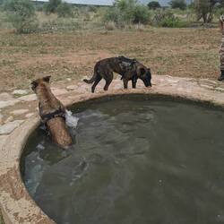 Statt trinken gleich ganz rein ins Wasserloch 😂