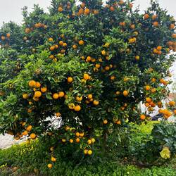 ..es vorbei ein prall gefüllten Bäumen..