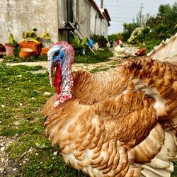 ..und außerirdischen Truthähnen!
