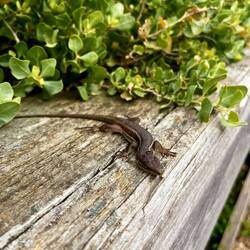 ..vorbei an furchtlosen Echsen,..