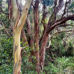 ..entlang Eucalyptus-Wäldern,