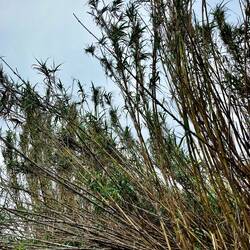 Am heutigen Tag teilen sich die zwei Wege großteils den Pfad, weshalb..