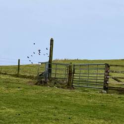 Thise are Choughs - I promise!