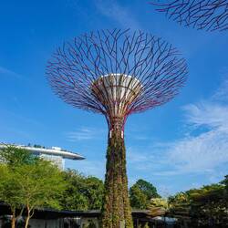 Supertree