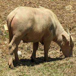 Albino water buffalo