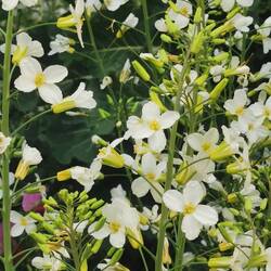 Hier brummte und summte es geschäftig! 🐝🐝🐝