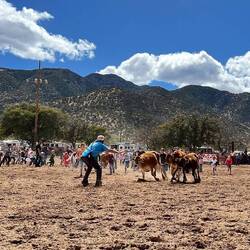 Cow Scramble, an activity for kids