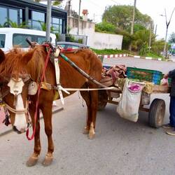 Fahrender Gemüsehändler