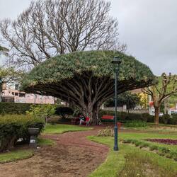 Dragon Tree, Horta