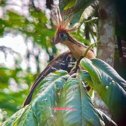 Hoatzin