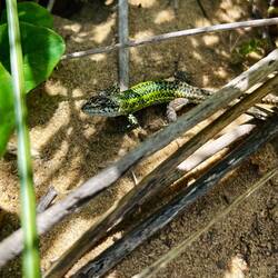 Besonders gefreut habe ich mich über diese Grüne-Mauereidechse 🦎