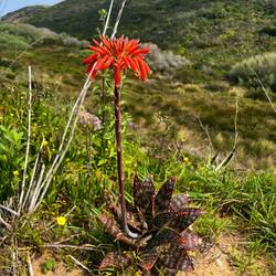 Auch die ersten Aloen zeigen sich neben..