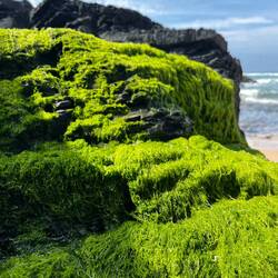 Nicht nur sandig, sondern auch bemoost sind manche Strandabschnitte.