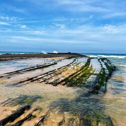 Möwen auf der Suche nach kleinen Krabben 🦀