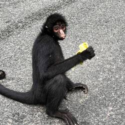 Spidermonkey (Klammeraffe)