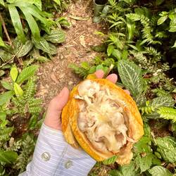 Kakaobohnen. Schmecken süßlich wie ne Frucht