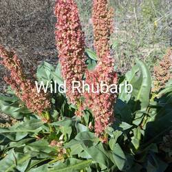 Wild rhubarb is in full bloom during our walk