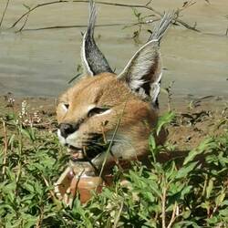 Misty, so süss 😃