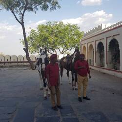Chevaux Marwari (leurs oreilles convergent en leur pointe)