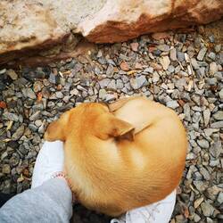 Can't go when she's laying on my shoes...