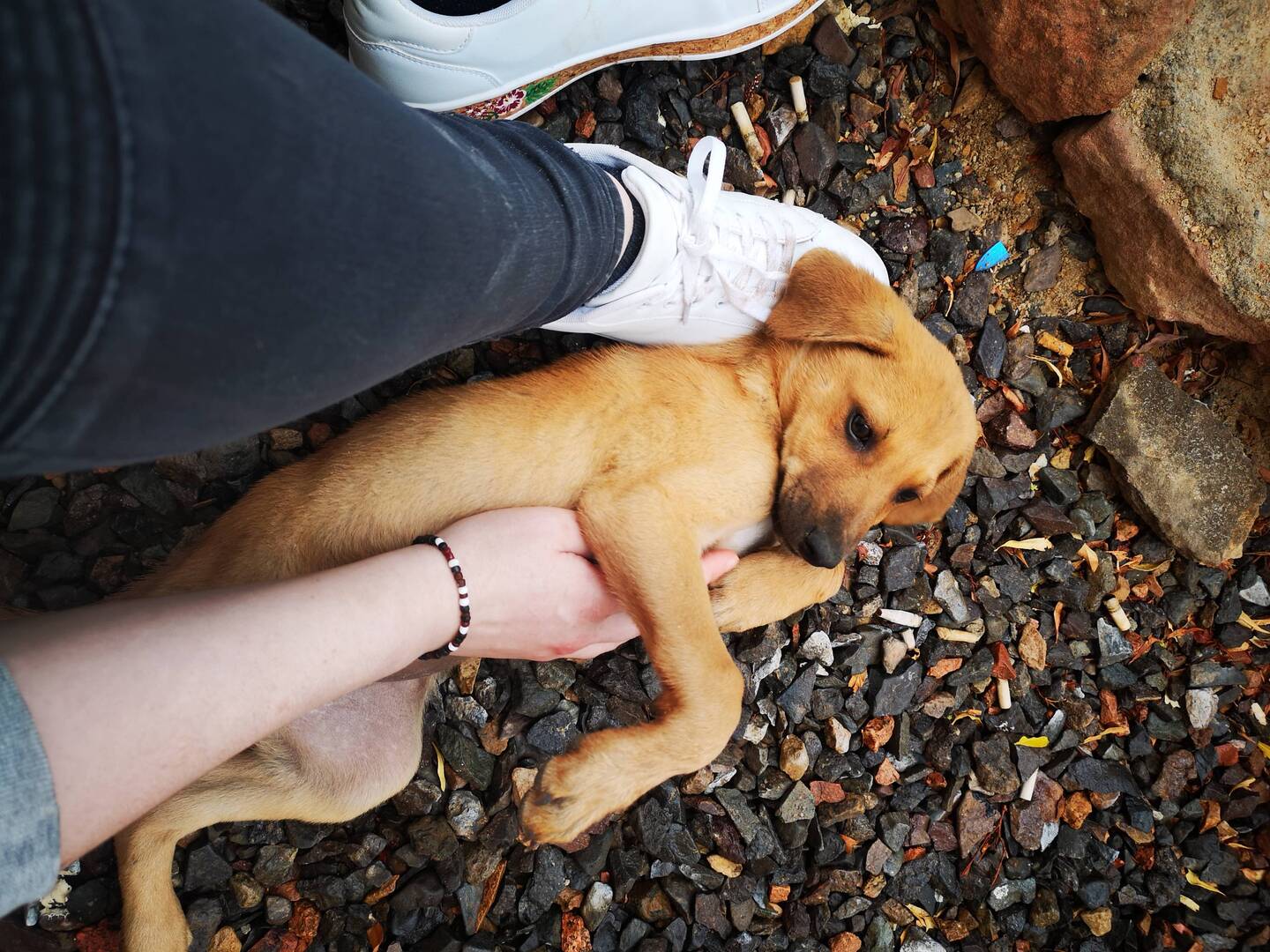 How is she a street dog, for reals?