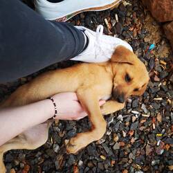 How is she a street dog, for reals?