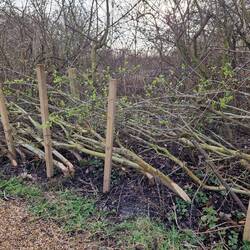 Fantastic to see this stage in hedge laying