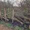 Fantastic to see this stage in hedge laying