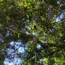 Είναι ένα τουκαν! Τα αγαπημένα μου τροπικά πουλιά. Αύριο στην Βραζιλία θα δούμε περισσότερα!!
