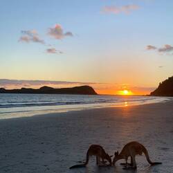 Cape Hillsbourgh at dawn