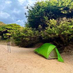 ..gut versteckt unter einem Wacholderbaum.