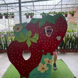 Drei süsse Erdbeeren