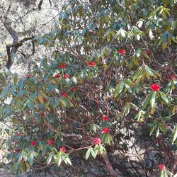 Hier blüht der Rhododendron