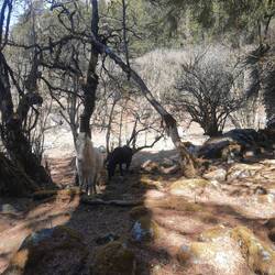 Pferde in freier Natur