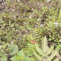 Schmetterlinge herrlich anzusehen