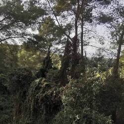 Das ist ein richtiger Urwald!