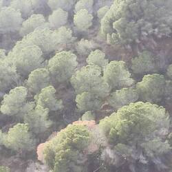 So weit oben, as die Bäume wie Broccoli aussehen