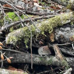 Sie ist einfach nicht weggelaufen. Hab an die Wandermaus denken müssen :)