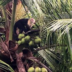 Der klaut unsere Bananen