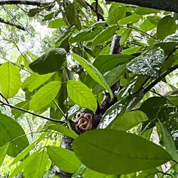 Eine Lanzenotter - eine der giftigsten Schlangen hier
