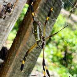 Nicht so böse wie sie aussieht