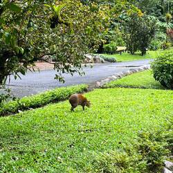 Agouti auf Tour